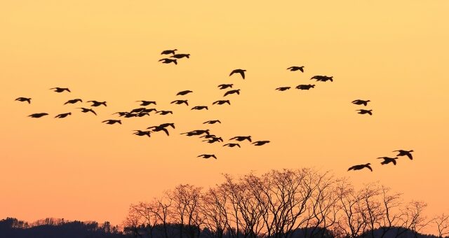 美唄宮島沼の夜景とマガン