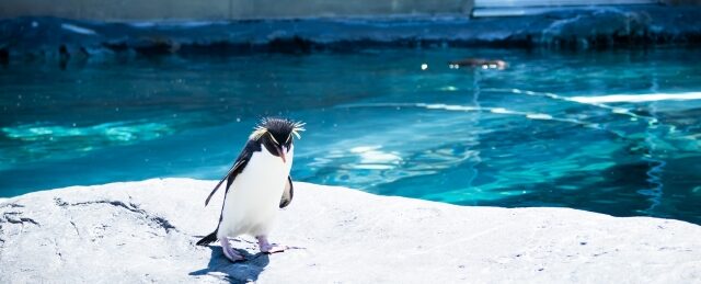 旭山動物園のペンギン